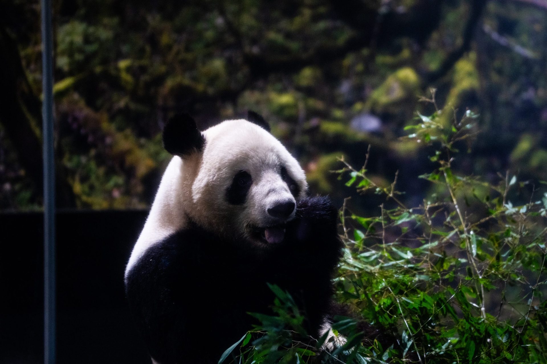 Japan China Pandas