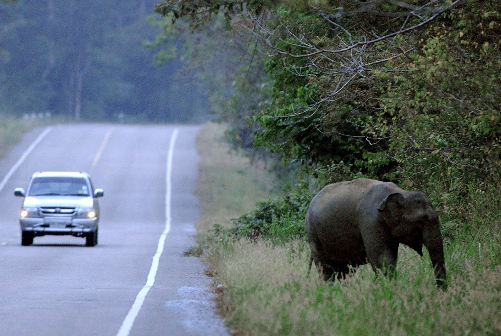 MOTORIST ELEPHANT